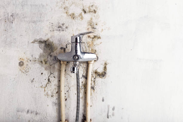 Best DIY Mold Remediation Support Services in Fayetteville, WV