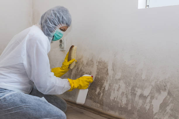 Best DIY Mold Remediation Support Services in Fayetteville, WV