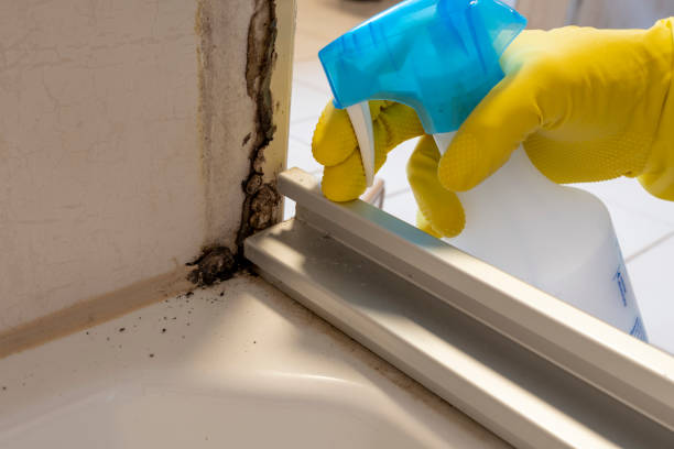 Best Post-Flood Mold Remediation in Fayetteville, WV