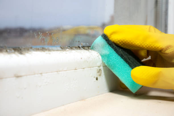 Best Commercial Mold Remediation in Fayetteville, WV