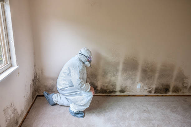 Best Bathroom Mold Remediation in Fayetteville, WV
