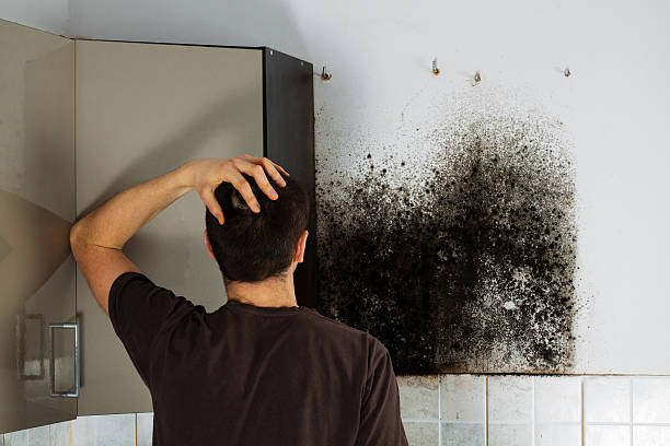 Best Black Mold Remediation in Fayetteville, WV