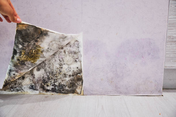 Best Black Mold Remediation in Fayetteville, WV